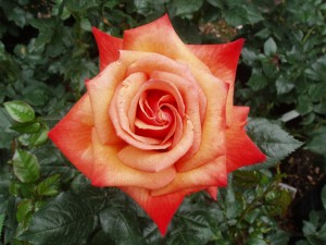 REMEMBER ME (hybrid tea)